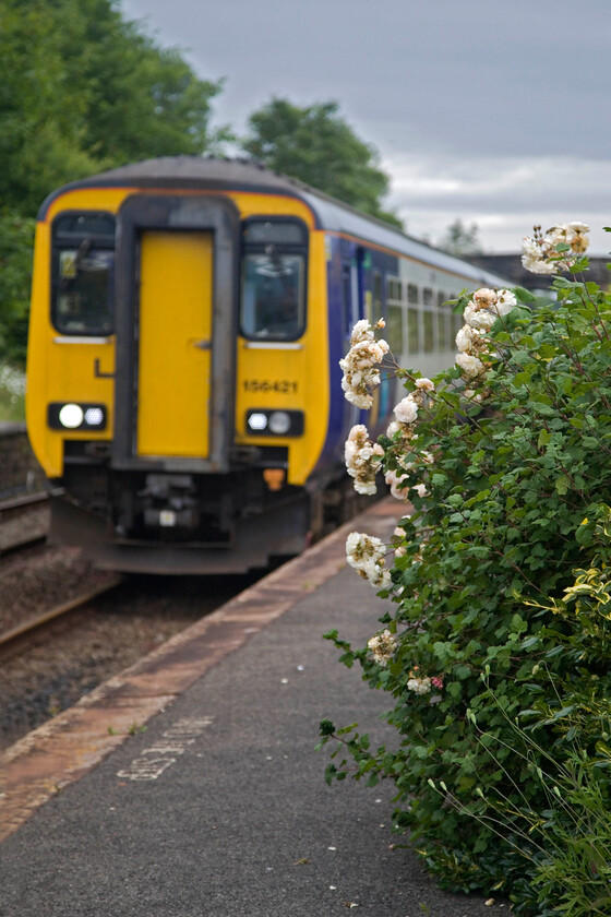 156421, NT 14.08 Carlisle-Barrow-in-Furness (2C56, 8L), Drigg station 
 Slowing for its stop at Drigg station 156421 is framed by an attractive rose growing wild on the platform. The Northern service was the 2C56 14.08 Carlisle to Barrow-in-Furness. Apart from seeing the train earlier in the day the last time that I photographed it was somewhat closer to home, see.... https://www.ontheupfast.com/p/21936chg/29805712004/x156421-08-20-heaton-tmd-wolverton 
 Keywords: 156421 14.08 Carlisle-Barrow-in-Furness 2C56 Drigg station Northern