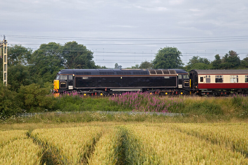 57311, 05.33 Crewe HS-Southall LSL (5Z31, 21E), between Roade & Ashton 
 Passing above the embankment festooned with rosebay willowherb just south of Roade 57311 leads the 05.33 Crewe HS to Southall LSL empty stock move. The sock was to be used later in the day on the Blue Peter Demonstration Train from King's Cross to York. This is my first photograph of 57311 (formally named 'Thunderbird') since its repaint into the smart-lined black livery. 
 Keywords: 57311 05.33 Crewe HS-Southall LSL 5Z31 between Roade & Ashton LSL Locomotive Services LTD