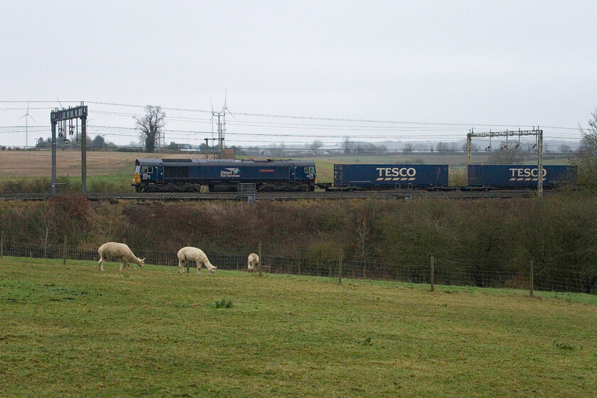 66433, 10.02 Tilbuy FLT-DIRFT (4M07, RT), between Roade & Ashton 
 66433 'Carlisle Power Signal Box 50th Anniversary 1973-2023' toils past the fields between Roade and Ashton leading the 10.02 Tilbury to Daventry (DIRFT) Tesco Express service. It does not appear to have even been noticed by the resident alpacas in the field unlike when the HST test train passed a little earlier that sent them scattering! 
 Keywords: 66433 10.02 Tilbuy FLT-DIRFT 4M07 between Roade & Ashton DRS Direct Rail Services Teso Express Carlisle Power Signal Box 50th Anniversary 1973 - 2023