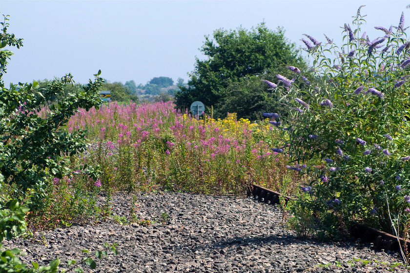 Trackbed looking NE from Fosseway crossing SK100079 
 The view from Fosseway level crossing looking northeast towards Lichfield. Whilst the remaining track can be seen as the buddleia takes over the ballast where the former other track once lay is relatively clear. Notice the fixed distant caution signal board in the background. The last train that was reported to have run over this line was in the spring of 2003 (eleven years ago) was an MPV involved in weed control and track treatment unit went down the line as part of its routine maintenance cycle. Further to that, the line was mothballed and nature has been steadily reclaiming the route since. 
 Keywords: Trackbed looking NE from Fossway crossing SK100079