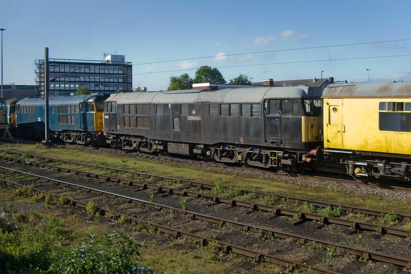 31106 & 31459, stabled, RVEL Derby 
 Two examples of the two hundred and sixty-seven built class 31s stand outside Derby's RVEL facility. In the foreground, 31459 'Cerberus' is still proudly wearing its nameplates and the once very smart, but now somewhat faded, Fragonset livery. I am not sure what will become of this locomotive that has already escaped the cutter's torch once being on Toton's scrap lines for many years? To the left of the image is 31106, formally named 'Spalding Town', seen in a reproduction BR blue. After being leased to Fragonset, FM Rail, and RVEL during which time it travelled all over the network operating test trains it has now been withdrawn from service and faces an uncertain future. Surely, it is too good to scrap? 
 Keywords: 31106 31459 stabled RVEL Derby Loram ltd Railway Vehicle Engineering Limited RVEL Cerberus