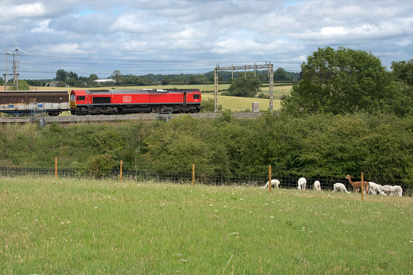 66107, 14.47 DIRFT-Dollands Moor (6M45, 59E), Roade Hill 
 DB's 66107 brings a welcome splash of red to the uniformed green summer scene at Roade Hill on the WCML between Milton Keynes and Northampton. The Class 66 is leading the daily 6M45 14.47 Daventry to Dollands Moor empty bottled water train past a field of grazing alpacas (Vicugna pacos) who take no notice of the train or of any others that pass on the busy line adjacent to their home! 
 Keywords: 66107 14.47 DIRFT-Dollands Moor 6M45 Roade Hill DB Daventry Railfreight terminal Alpaca