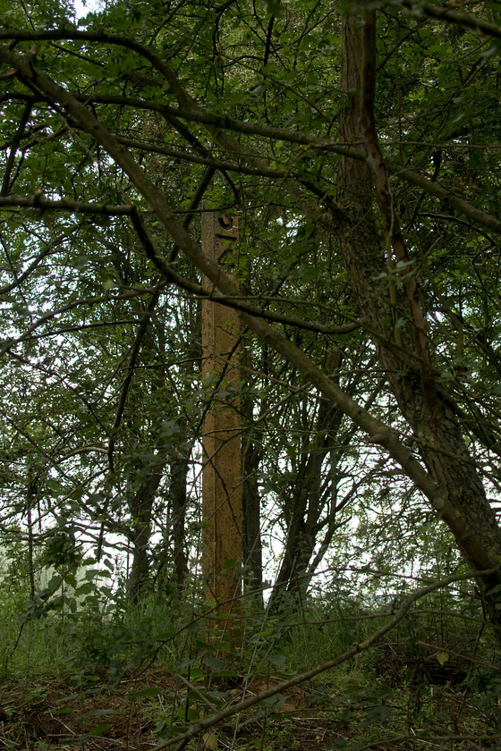 Three-quarter milepost, SP733683 
 North of Merry Tom Lane, the route of the former Northampton to Market Harborough, that was finally closed by BR in 1981, is now a cycleway and footpath, the Brampton Valley Way. Through the foliage, there is ample evidence of it past life such as this concrete three-quarter milepost just north of Merry Tom Lane. 
 Keywords: Three-quarter milepost SP733683