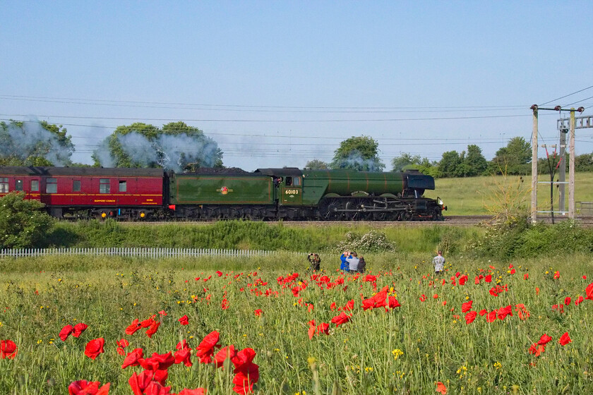 60103, outward leg of The Cheshireman, 06.48 London Euston-Chester (1Z38, 1L), between Roade & Ashton 
 I deliberately chose a higher-than-required iso setting to thus close the aperture down to gain the maximum depth of field so I could keep the poppies in the foreground in focus as well as the subject passing in the distance. The subject, in this case, is none other than celebrity steam locomotive 60103 (4472) 'Flying Scotsman' that is attracting the attention of locals even in such a remote spot as this in the open fields south of Roade in Northamptonshire. In its centenary year, the locomotive is much in demand and has a busy schedule of events including hauling The Cheshireman charter (seen here) running as 1Z38 that left Euston at 06.48 heading for Chester. 
 Keywords: 60103, outward leg of The Cheshireman, 06.48 London Euston-Chester 1Z38 between Roade & Ashton Flying Scotsman 4472