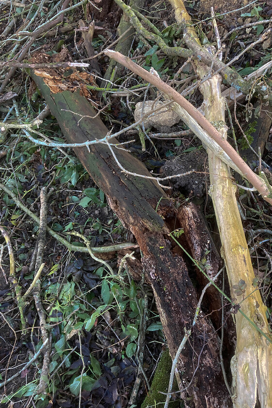 Telegraph pole, route of former SMJR, SP751508 
 Felled and rotting into oblivion is the remains of a former telegraph pole lying on the embankment of the former Stratford-upon-Avon and Midland Junction Railway route just south of Roade. It is a testament to the treatment afforded to the poles that it has remained in this condition many years after it was unceremoniously felled in the 1960s and even longer after it was originally erected. 
 Keywords: Telegraph pole route of former SMJR SP751508 Stratford-upon-Avon and Midland Junction Railway