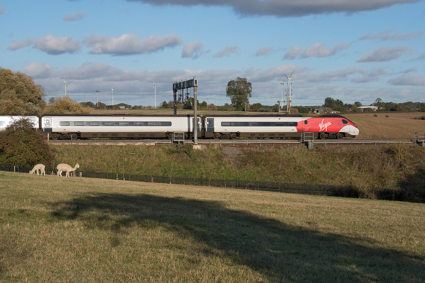 390118, VT 13.54 Birmingham New Street-London Euston (1W64, RT), Roade Hill 
 I have made a number of visits to this location just south of Roade in Northamptonshire to capture trains passing with the field's resident alpacas in view. This is the first time that I have managed it albeit with only two grazing in the autumn sunshine. The main flock were tantalisingly close just out of shot to the left, complete with a cria (a young one) wearing a natty tartan body warmer! The two alpacas are totally unphased by the passing of 390118 working the 13.54 Birmingham New Street to Euston service. 
 Keywords: 390118 13.54 Birmingham New Street-London Euston 1W64 Roade Hill