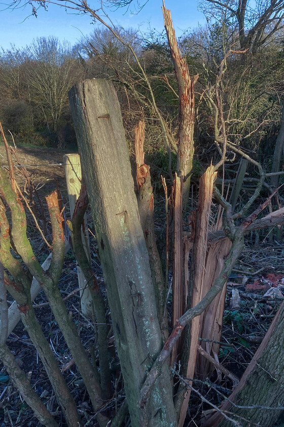 Fence post, route of former SMJR, SP751508 
 A fence post that once lined the Stratford-upon-Avon and Midland Junction Railway (SMJR) just south of the village of Roade still stands even if at a somewhat jaunty angle! The recent clearance of the undergrowth and trees seen in this image is part of the construction of the Roade bypass that will see the A508 road pass to the west of the village much to the pleasure of the majority of the village's residents. 
 Keywords: Fence post route of former SMJR SP751508 Stratford-upon-Avon and Midland Junction Railway