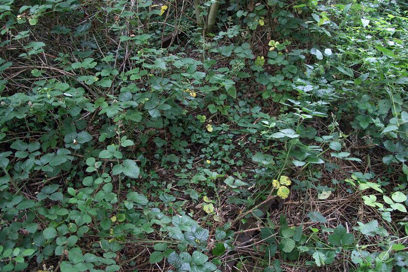 Former track, site of Madeley Road station SJ776422 
 With brambles having taken over the trackbed the lines that once carried coal trains to and from Silverdale colliery are still extant at the site of Madley Road station. The colliery closed in 1998 when the trains will have ceased so it is strange that the infrastructure has not been removed. Indeed, it is still connected to the WCML with a colour light visible when passing on trains at the point where the line diverges. 
 Keywords: Former track site of Madeley Road station SJ776422