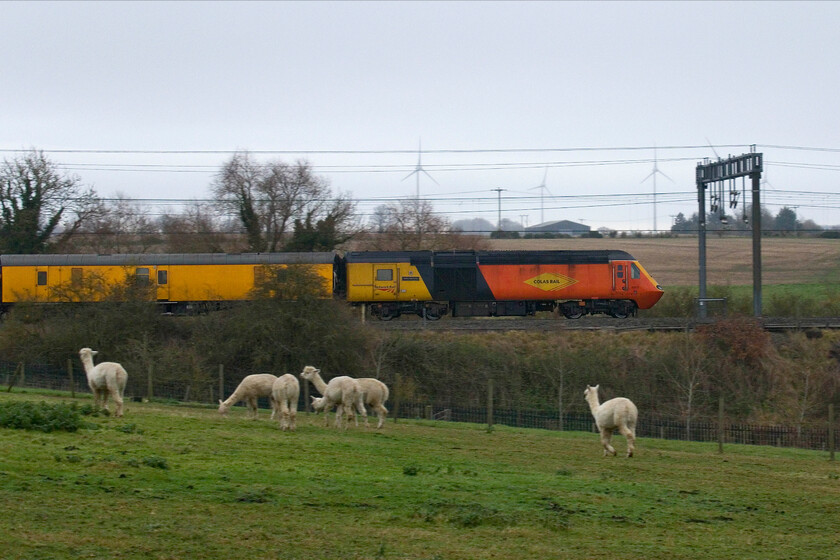 43277, 11.59 Crewe Pottery Loop-Derby RTC, (1Q29, 18E), between Roade & Ashton 
 The timing of the steam-hauled 5Q72 ECS move coincided with the weekly Colas network testing train. 43277 'Safety Task Force' leads the 1Q29 11.59 Crewe Pottery Sidings to Derby RTC via the rest of the Midlands train just south of Roade. It appears that the sound of the former East Coast HST power car has spooked the resident alpacas who normally are never bothered by any of the frequent trains that pass their field! 
 Keywords: 43277 11.59 Crewe Pottery Loop-Derby RTC 1Q29 between Roade & Ashton Colas HST Safety Task Force