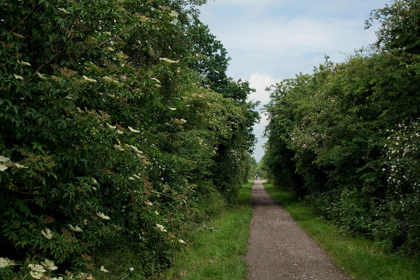 Former trackbed, Brampton Valley Way 
 The well maintained and used Brampton Valley way that links Northampton with Market Harborough follows the route of the railway that united the two towns. It was opened in 1859 having been designed and built by George R Stephenson. In this high summer view, taken whilst riding my bike, the trackbed is seen between Merry Tom Lane and the Spratton crossing. 
 Keywords: Former trackbed Brampton Valley Way