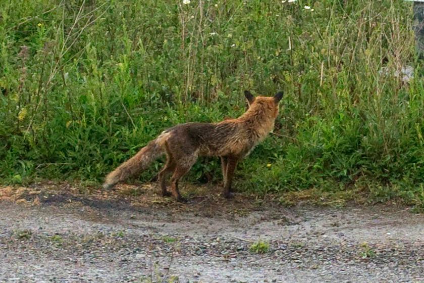 Fox, Gordon`s Lodge 
 I observed this fox (Vulpes vulpes) for some minutes across the tracks from where I was standing in the rain at Gordon's Lodge near Hanslope Junction. Despite being downwind he was totally oblivious to me standing on the bank - so much for foxes' legendary sense of smell!