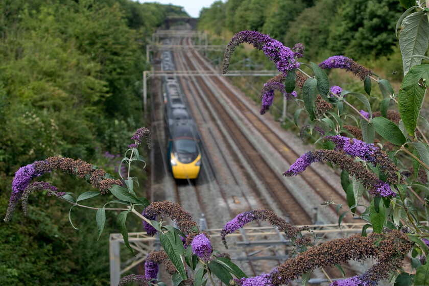 390046, VT 13.03 London Euston-Liverpool Lime Street (1F15, 20L), Hyde Road bridge 
 The purple flowering buddleia (buddleja davidii) brings a welcome blast of colour to this scene above the WCML in the village of Roade. This shrub is an introduced species that is now found throughout the country often frequenting the lineside of the network often found, such is the case here, eeking out an existence rooted within the stonework of a bridge no doubt damaging the structure as it does so. 390046 passes below working the 1F15 13.03 Euston to Liverpool Lime Street. 
 Keywords: 390046 13.03 London Euston-Liverpool Lime Street 1F15 Hyde Road bridge Avanti West Coast Pendolino