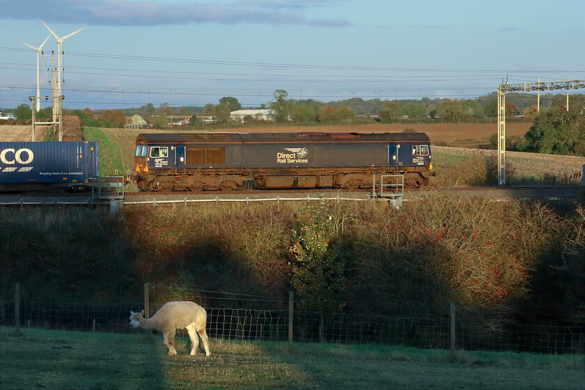 66430, 13.37 DIRFT-Tilbury Docks (4L48, 210L), Roade Hill 
 Running extremely late, by over three hours, the daily 4L48 13.37 Daventry to Tilbury Docks passes just south of Roade catching some very late afternoon sunshine worked by DRS' 66430. I was willing the alpaca to stop walking to the left seconds before the passage of the train so that he was completely in the patch of sun, but, alas it was not to be! 
 Keywords: 66430 13.37 DIRFT-Tilbury Docks 4L48 Roade Hill DRS Direct Rail Services