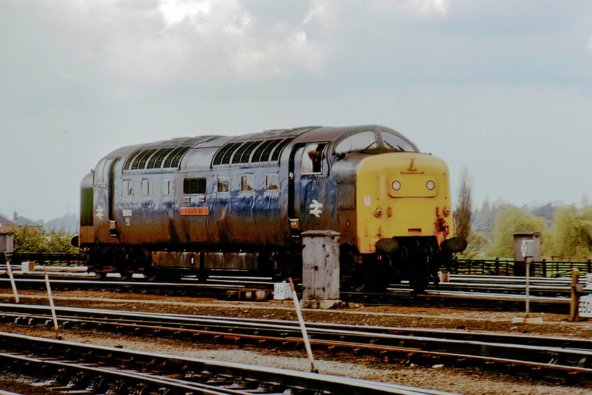 55013, going on-shed, York MPD 
 Having worked up from King's Cross to Harrogate and then worked the return ECS back to York, 55013 'The Black Watch' goes on-shed at the MPD. The pilot is seen leaning out of there cab window as he negotiates the complex track into the depot. 55013 looks a little work stained and was going to stay on York shed for a day until Monday morning when it worked the 08.00 to King's Cross. The Black Watch was withdrawn on 20.12.81 after an engine failure at Wood Green four days earlier. 
 Keywords: 55013 going on-shed York MPD