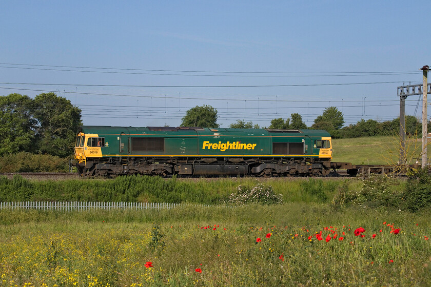 66516, 03.25 Garston-London Gateway (4L52, 6L), between Roade & Ashton 
 On a perfect and glorious summer morning, 66516 heads south between Roade and Ashton in Northamptonshire leading the 4L52 03.25 Parston to London Gateway Freightliner service. To make up for the rather dismal display of oilseed rape the poppies add a splash of colour to the foreground. 
 Keywords: 66516 03.25 Garston-London Gateway 4L52 between Roade & Ashton Freightliner