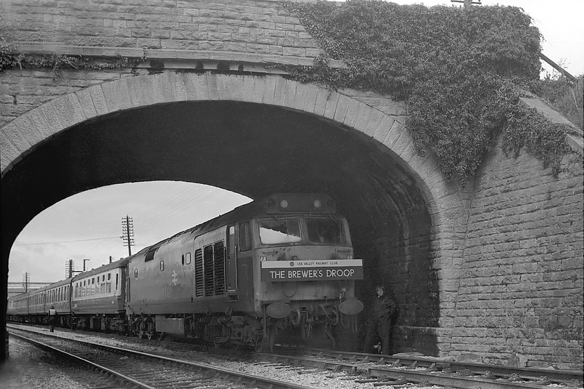 50036, outward leg of The-Brewers Droop, London Paddington-London Waterloo (via-Salisbury), site of Melksham station 
 Well done driver; what a smashing place to pull the train up so as to spoil the picture! 50036 sits under the A365 Bath Road bridge in Melksham whilst its passengers wander off into the town to sample some beer on offer, hopefully finding some local brews from Wadworths and Ushers. The Lea Valley Railway Club organised the appropriately named 'Brewer's Droop' from Paddington to Waterloo via Yeovil Junction (reversal) and Salisbury. The stock is standing where Melksham's station used to be located and also where it was re-built a few years after this picture was taken in 1985. 
 Keywords: 50036 The-Brewers Droop London Paddington-London Waterloo site of Melksham station