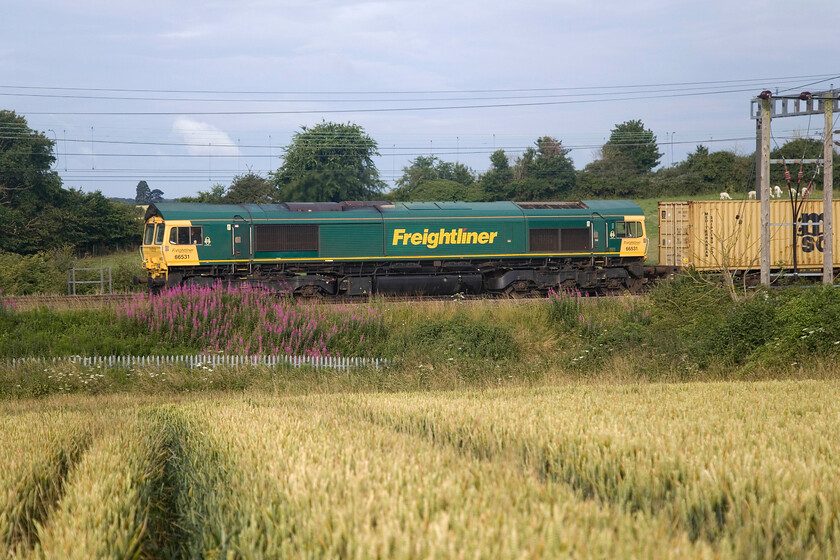 66531, 05.20 Basford Hall-London Gateway (4L52, 2E), between Roade & Ashton 
 66531 passes between Roade and Ashton leading the 4L52 05.20 Basford Hall to London Gateway Freightliner. Notice the herd of alpacas to the top right of the photograph, they have been resident in the field for a number of years. 
 Keywords: 66531 05.20 Basford Hall-London Gateway 4L52 between Roade & Ashton Freightliner