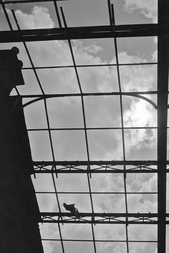 Roof, Bath Green Park station 
 With the wrought-iron roof silhouetted against the spring sky, another pigeon is caught in flight! When the station was restored to its former glory in the two years after this photograph was taken the glazing was reinstated to the roof once again protecting the interior from the weather. 
 Keywords: Roof Bath Green Park station