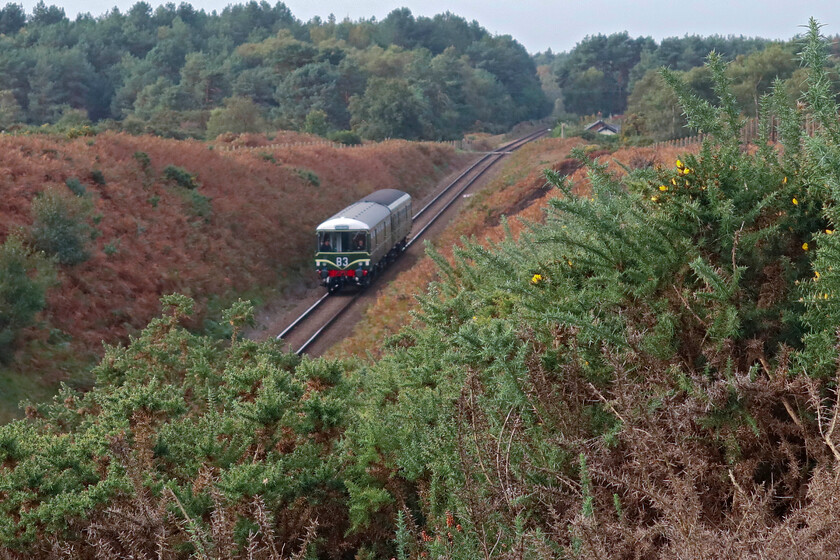 M56182 & M51188, 10.20 Holt-Sheringham, Kelling Heath-18.10.23 
 With the bracken (Pteridium aquilinum) now going over and dying back with the onset of autumn the gorse (Ulex europaeus) is still in flower (just) as seen here on the wilds of Kelling Heath. The dying gorse in the immediate foreground is not due to the season but rather to a wildfire last year that saw the entire embankment behind where I am standing burnt to a cinder but recovery is well underway fifteen months later. There is evidence of a more recent fire this previous summer in the mid-distance. These fires on Kelling Heath are something that the North Norfolk Railway have to live and deal with every summer. As long as they are contained they do not do irrecoverable damage to the environment, in fact, controlled burns, similar to these events actually benefit the natural biome. Without sufficient depth-of-field, the background and the 10.20 Holt to Sheringham DMU formed of a Class 104/101 hybrid DMU is out of focus. This is due to a fairly generous focal length and that it is a dull day meaning that the aperture was pretty wide. However, in this case, I quite like the effect. 
 Keywords: M56182 M51188 10.20 Holt-Sheringham Kelling Heath Class 104 101 DMU