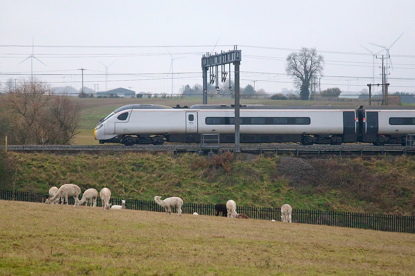 390152, VT 11.03 London Euston-Birmingham New Street (9G16, 9L), Roade Hill 
 This is a photograph that I have been attempting to get for a couple of years now! Namely, the flock (if that is the correct collective noun?) alpacas happily grazing in the filed with a train passing on the WVML behind them. I have had several pretty poor attempts with just one or two of the animals, see.... https://www.ontheupfast.com/v/photos/21936chg/28008927804/x390118-13-54-birmingham-new-street and now, on the day the flock are in full view the weather lets me down! 390152, devoid of any Virgin branding, heads north with the 11.03 Euston to Birmingham New Street. 
 Keywords: 390152 11.03 London Euston-Birmingham New Street 9G16 Roade Hill Virgin Trains Pendolino Alpacas