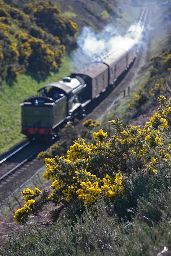 8572, 16.30 Holt-Sheringham, Kelling bank 
 Having popped out in the late afternoon to see the final North Norfolk Railway service of the day the sun was all wrong up on Kelling Heath. So, instead of fighting it I decided to embrace it and opted on this approach with the train becoming the background subject with the common gorse (ulex europaeus) becoming the main subject. Using a wide aperture meant that I could create a short depth of field keeping the gorse in sharp focus with the rest of the image in varying degrees of blur. The image shows B12 8572 easing down Kelling Bank with the 16.30 Holt to Sheringham service. 
 Keywords: 8572 16.30 Holt-Sheringham Kelling bank Poppy Line NNR North Norfolk Railway LNER B12 4-6-0